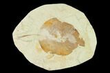 Miocene Fossil Leaf (Populus) - Augsburg, Germany #139448-1